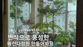 겨울 베란다정원 번식으로 풍성한 베란다정원 만들어봐요~ (삭소름/제라늄/콜레우스)