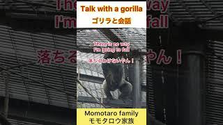 Talk with a gorilla ゴリラと会話 #gorilla #momotarofamily #モモタロウ  #ゴリラ #京都市動物園 #モモタロウ家族 #モモタロウ