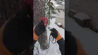 Когда надоел узел Булинь! #arborist #howto #srt
