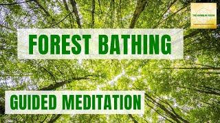 Forest Bathing Meditation