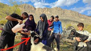 Nomadic life; medicines are given to the goats for keeping them healthy