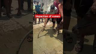 Impaction of rumen l Bloat l Tympani l dr Umar Khan