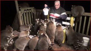 Sunday Mobbed By Raccoons Again - 08 Nov 2020