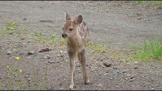 Unglaublich !!! Bambi trifft auf Mensch - "Der Rotwildflüsterer ;-)"    Schauen Sie was passiert...