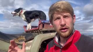 Gathering sheep of the hill with sheepdog storm