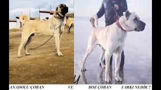 ANADOLU VE BOZ ÇOBAN KÖPEKLERİ ARASINDAKİ FARKLAR NEDİR?