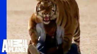 Fatal Attractions: Living With Tigers