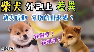 養柴犬前外型該怎麼挑選狗改不了吃屎又該怎麼辦呢️ ｜柴犬柚醬 醬拔頻道｜