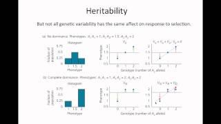 Heritability2