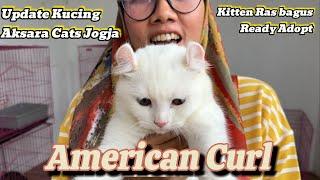 American Curl / Kucing telinga ikal||Update kucing siap adopsi ‼️ Tempat adopsi kucing Jogja #kucing