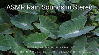 Monsoon Rain in Kerala | 1 Hour Rain Ambience for Relaxation & Sleep | ASMR Rain Sounds in Stereo