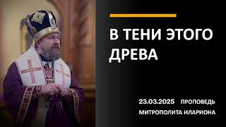 В ТЕНИ ЭТОГО ДРЕВА