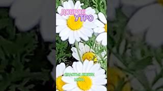 #shorts#утреннийпозитивчик#поздравления#добрыепожелания #доброеутро