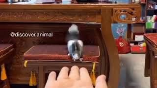 ️ Funny And Cute Animals Video #102 ️