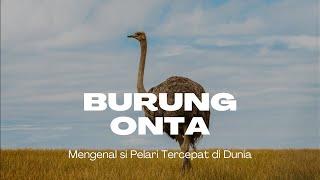 Fakta Burung Unta - Si Pelari Tercepat Di Dunia yang Tidak Bisa Terbang