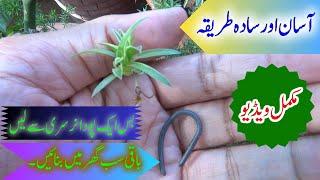 Easy & Simple Way to Propagate Your Spider Plant | No Extra Care, No Difficult Method