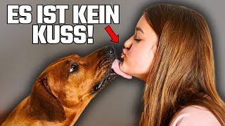 Der wahre Grund, warum Hunde dich lecken, ist ekelhaft