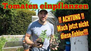 Tomaten einpflanzen: Fast ALLE machen jetzt diese FEHLER!