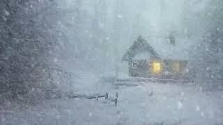 Winter Snowstorm Sounds for Sleeping | Night Blizzard Storm & Cold Wind Howling with Heavy Snowfall