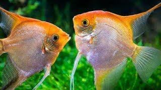 11 different types of Angelfish by color variations | Angelfish types | Angelfish varieties | Angels