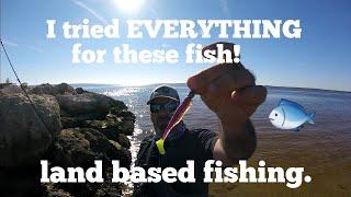Land based fishing for anything that bites!