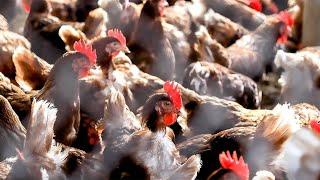 The bird flu outbreak is having the biggest impact among animals