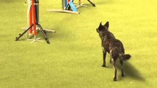 Agility WM Quali Schweiz 2016