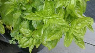 How To Prune, Harvest and Store Basil