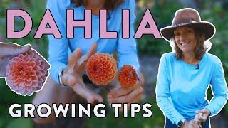 Dahlia Advice & 5 Varieties I'm LOVING This Year