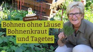 Bohnen ohne Läuse - mit Bohnenkraut oder Tagetes Läuse von Busch- und Stangenbohnen fern halten