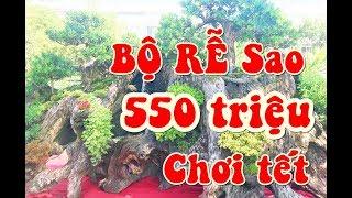 Giá Mai Tết 2020 I Bộ Gốc Cây Sao 550 triệu không có bộ thứ 2 tại Sài Gòn I Tết 2020