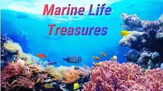 MARINE LIFE | AMAZING MARINE ANIMALS | MARINE LIFE TREASURES | OCEAN LIFE | SEA CREATURES