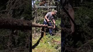 Agawa 24" Saw... Bushcraft Shelter Build