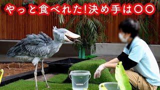 〇〇が決め手!?やっとお魚を食べて帰宅するハシビロコウふたばちゃん!【春のふたば2024-28】Futaba,the Shoebill   Spring 2024-28 掛川花鳥園