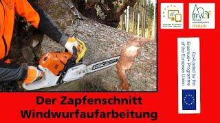 Zapfenschnitt I Windwurfaufarbeitung I Spezialtechnik I Holz in Spannung