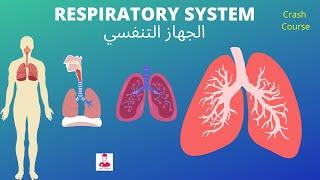 الجهاز التنفسي || Anatomy and Physiology of the Respiratory System