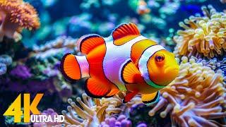 Aquarium 4K VIDEO (ULTRA HD)  Beautiful Coral Reef Fish - Relaxing Sleep Meditation Music #62