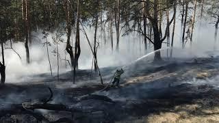 На Луганщині спалахнула лісова пожежа