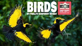 Birds of O'Reilly's Rainforest Retreat // Bird Photography Tips and Techniques