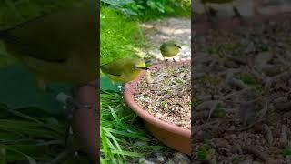 Senegal White-Eye | Red Headed Finch | Zosterops | Bird Aviary