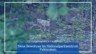 Rückkehr der Wölfe: Neue Bewohner im Nationalparkzentrum Falkenstein