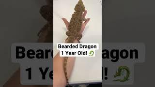 How fast do Bearded Dragons Grow?