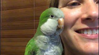 Chat time - Owning Pluto the Talking Quaker Parrot