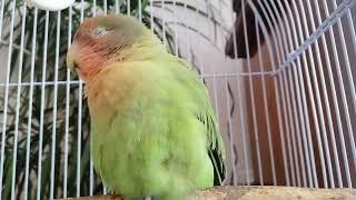 4h Lovebird Sounds