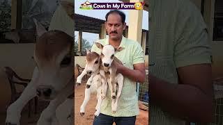 Cows in my farm #mini #yt #shorts #flute #home #babycow #hindi #cute #trendingshorts #trending #pm