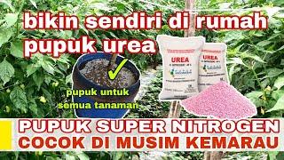 PUPUK UREA ALAMI||PUPUK UNTUK MUSIM KEMARAU