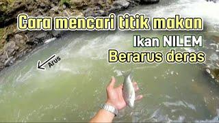 CARA MENCARI TITIK MAKAN IKAN NILEM