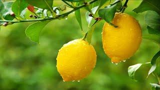 How to Grow Citrus | Mitre 10 Easy As Garden