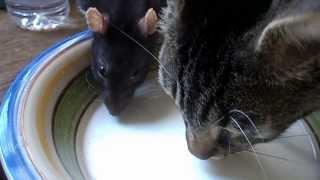 Rat and cat drinking milk