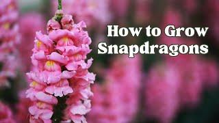 The Secrets on How to Grow Antirrhinums(Snapdragons) for a Beautiful Cutting Garden